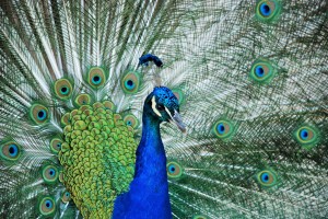 Peacock (2)