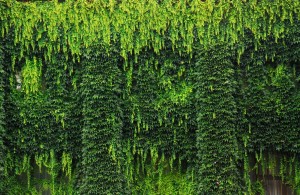 Zielona kurtyna / Green curtain