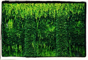 Zielona kurtyna 2 (Polaroid) / Green curtain (Polaroid version)