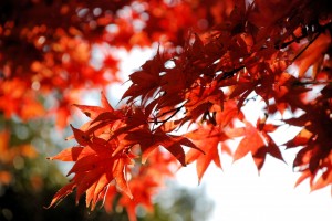 Jesienne liście / Autumn leaves